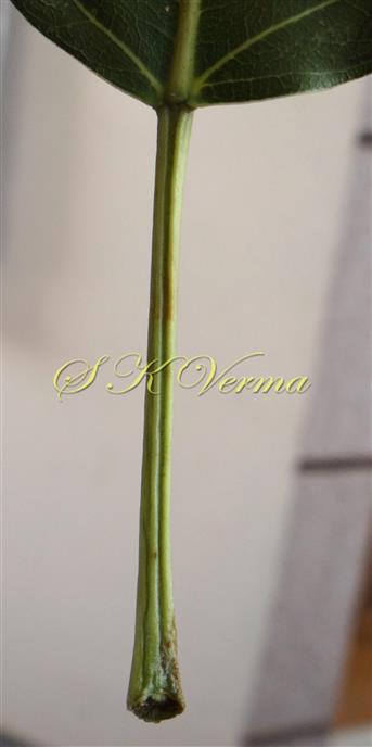  Petiole with adaxial groove
